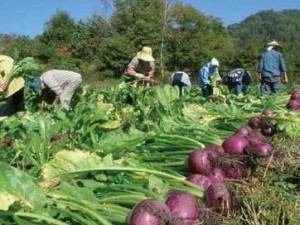 5〜8cmほどの実を付ける王滝カブは、10月中旬ごろから収穫が始まる