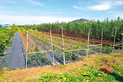 画像：長野県果樹試験場