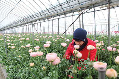 情熱が咲かせる 美しい信州の花