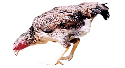 Shinshu Kitarou Chicken