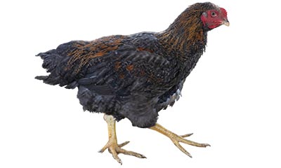 Shinna chicken