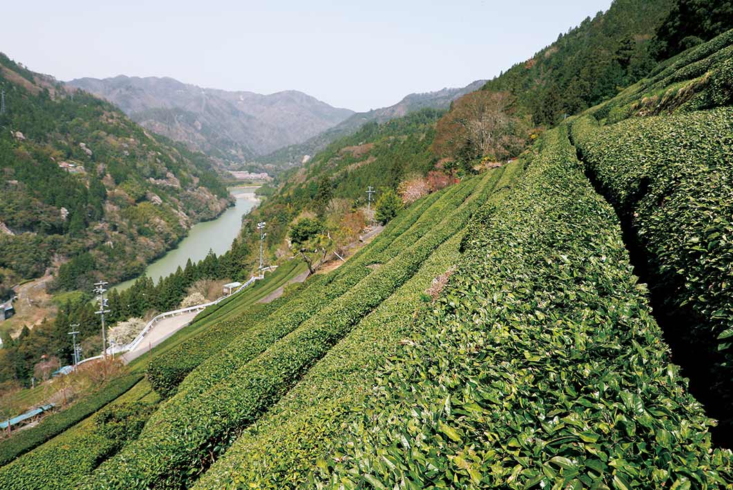 茶畑から望む天竜川