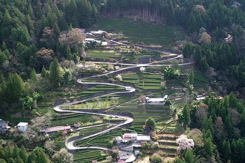 「七まがり」と呼ばれる急カーブの道沿いに広がる茶畑の中に民家が点在する中井侍集落