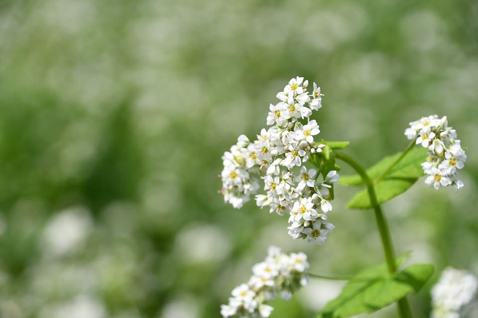 非常に強い風味と、ナッツのような香ばしい香りが特徴の入野谷在来種