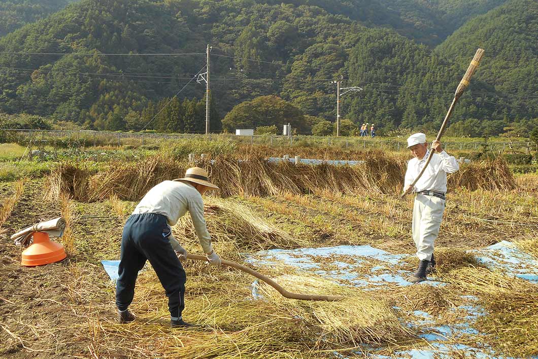 「本山そばの里」でのそばの脱穀の様子