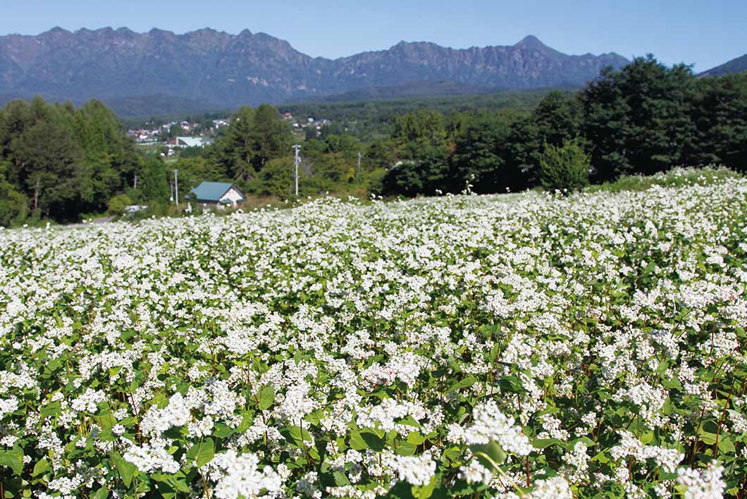 戸隠山をバックに広がるそば畑