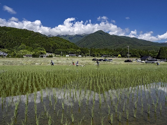 Contract farmer's rice field