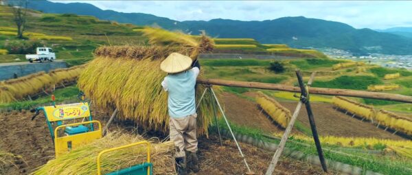 画像：田植え、草刈り、稲刈り、脱穀